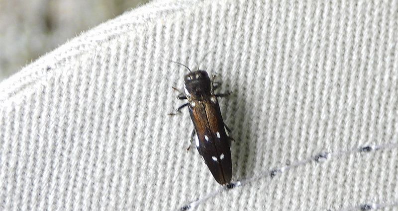 Opiętek czarny (Agrilus ater)