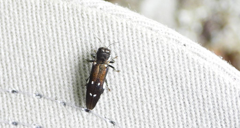 Opiętek czarny (Agrilus ater)