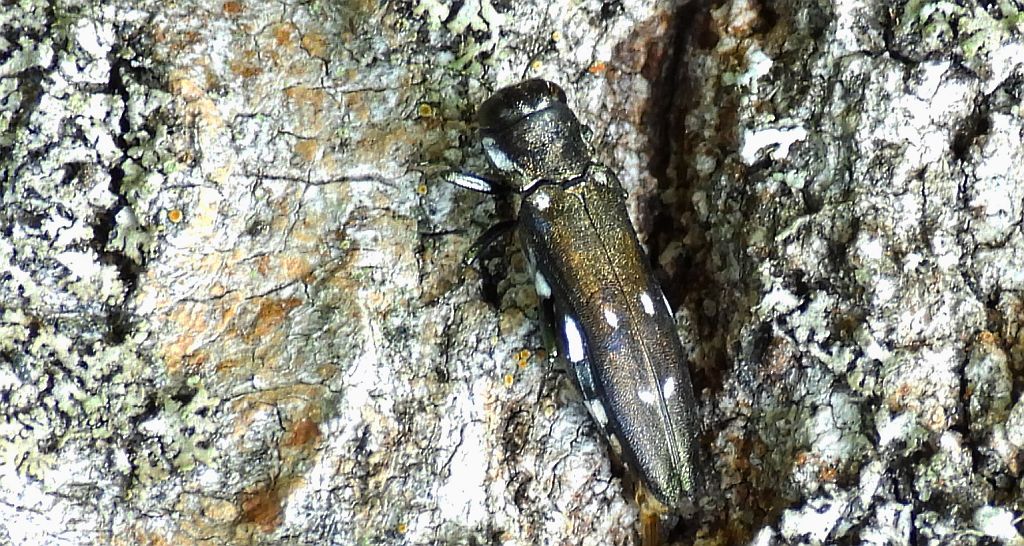 Opiętek czarny (Agrilus ater)