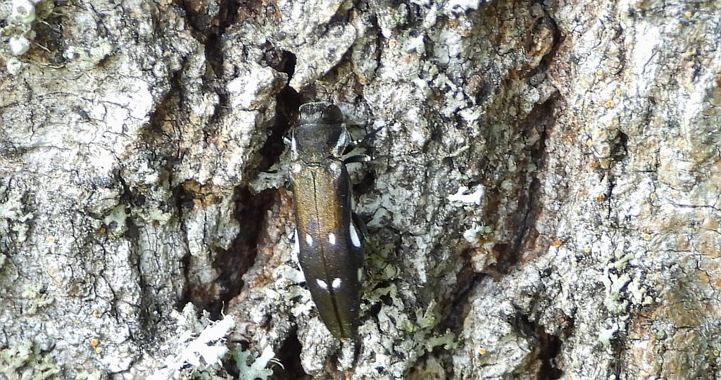 Opiętek czarny (Agrilus ater)