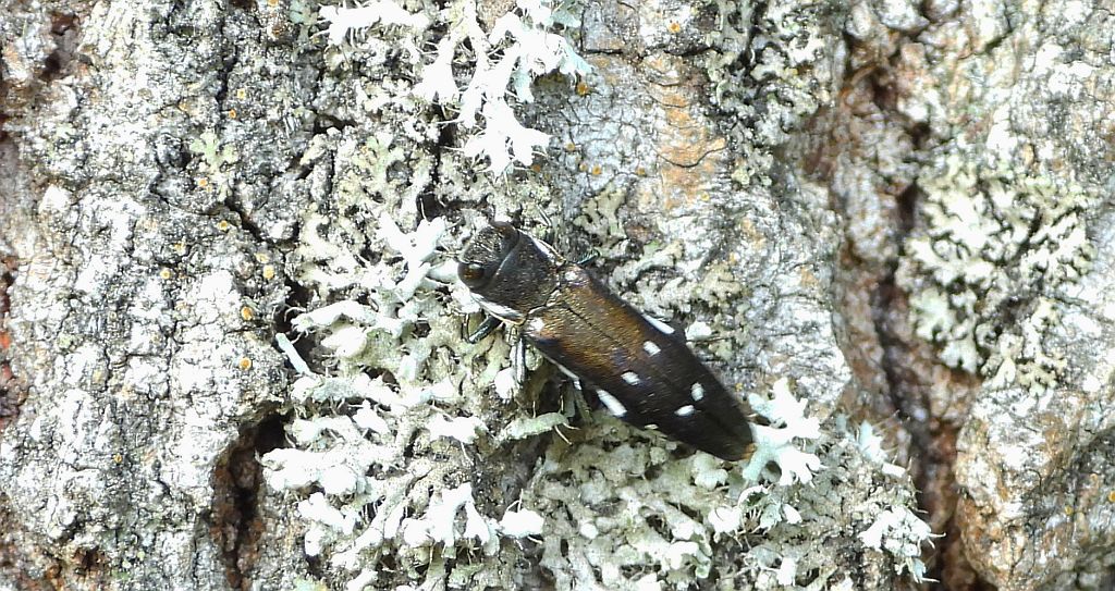 Opiętek czarny (Agrilus ater)