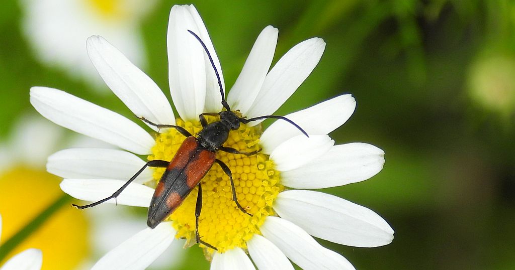 Strangalia przepasana (Stenurella bifasciata)