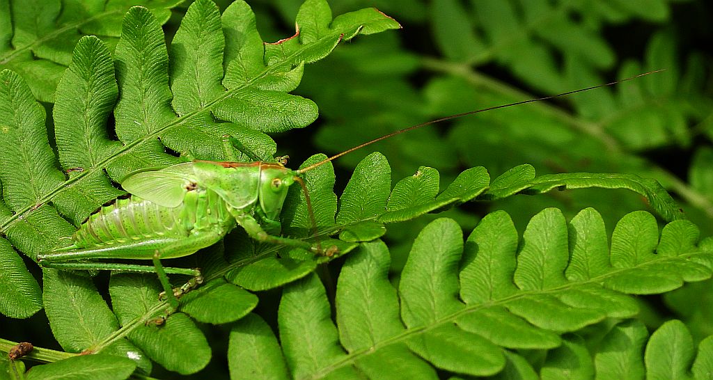 Tettigoniidae sp.