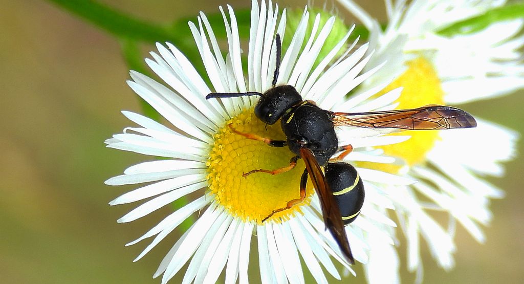 Bolica galasówka (Ancistrocerus ichneumonideus)