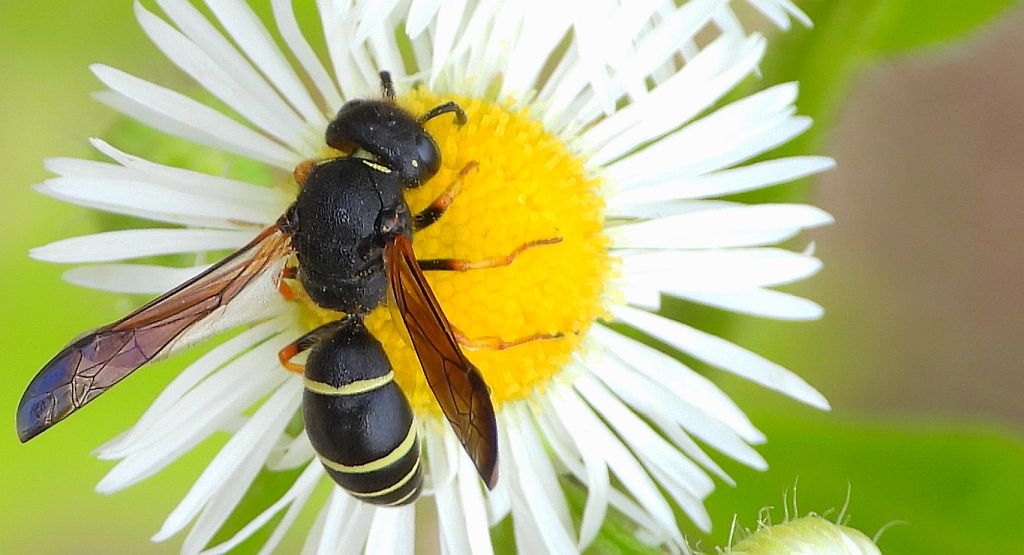 Bolica galasówka (Ancistrocerus ichneumonideus)