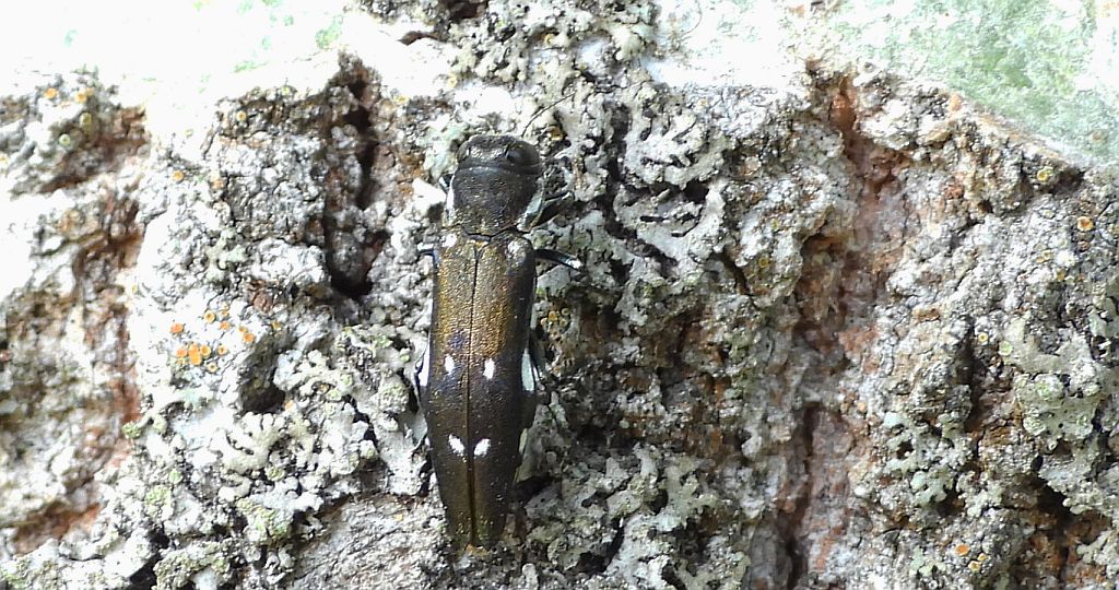 Opiętek czarny (Agrilus ater)
