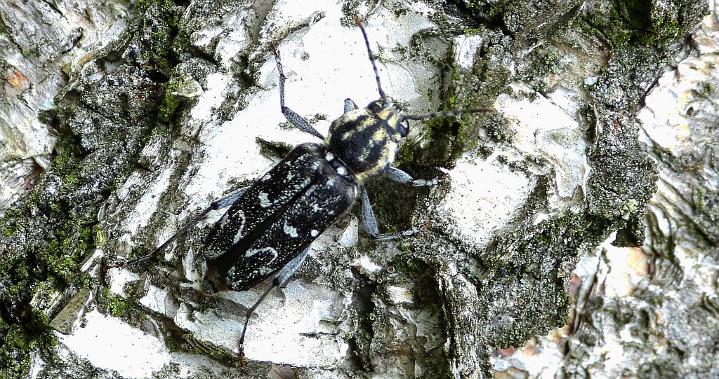 Drzeworadek topolowy (Xylotrechus rusticus)