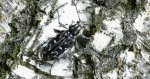 Drzeworadek topolowy (Xylotrechus rusticus)