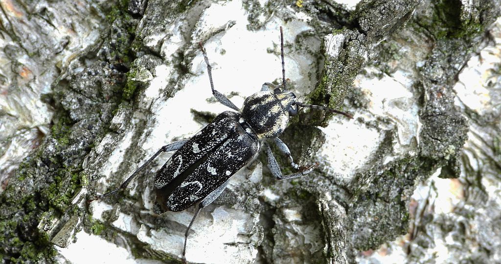 Drzeworadek topolowy (Xylotrechus rusticus)