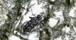 Drzeworadek topolowy (Xylotrechus rusticus)