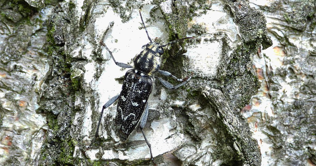 Drzeworadek topolowy (Xylotrechus rusticus)