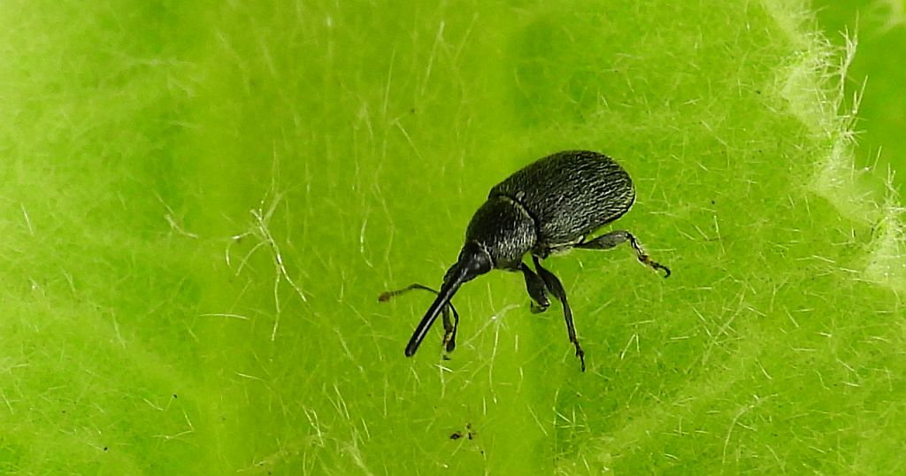 Ryjkowiec - Rhinusa asellus