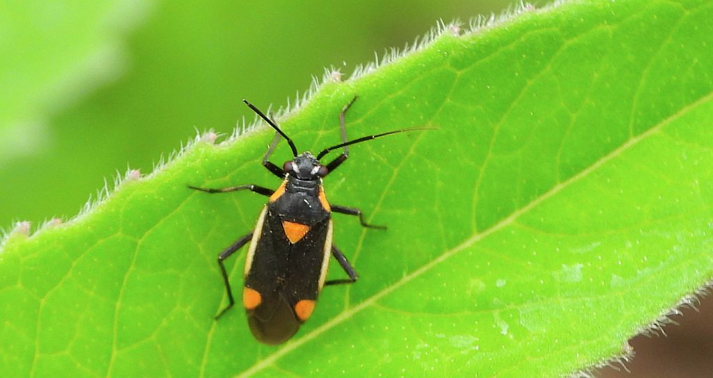 Błyszczek elegancik (Deraeocoris ruber)