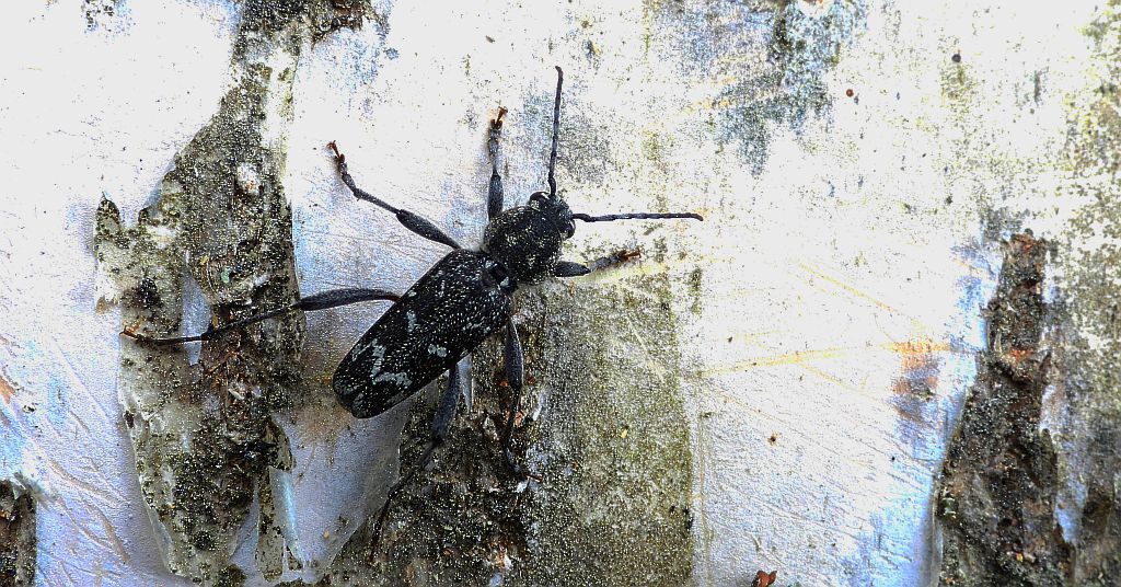 Drzeworadek topolowy (Xylotrechus rusticus)