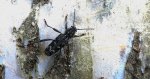 Drzeworadek topolowy (Xylotrechus rusticus)