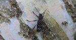 Drzeworadek topolowy (Xylotrechus rusticus)