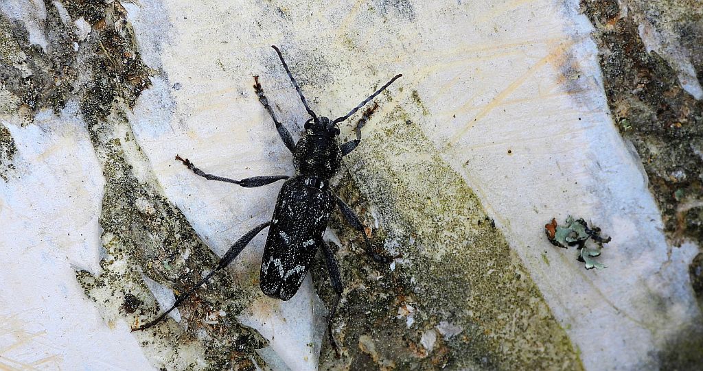 Drzeworadek topolowy (Xylotrechus rusticus)