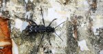 Drzeworadek topolowy (Xylotrechus rusticus)