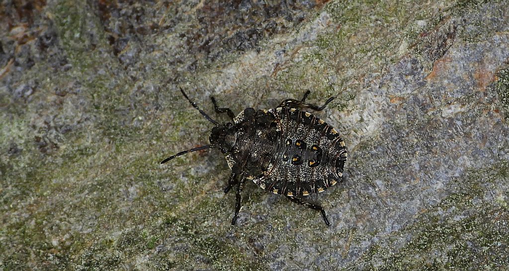 Tarczówka rudonoga (Pentatoma rufipes)