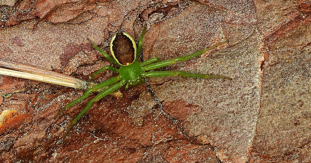 Cofnik (Diaea dorsata)