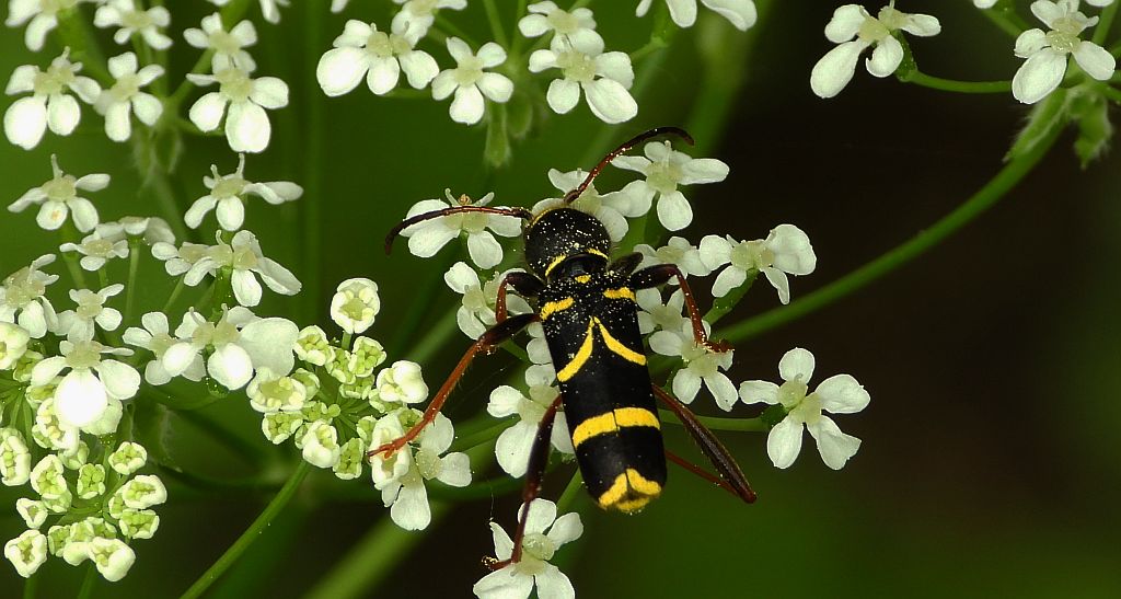Biegowiec osowaty (Clytus arietis)