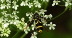 Biegowiec osowaty (Clytus arietis)