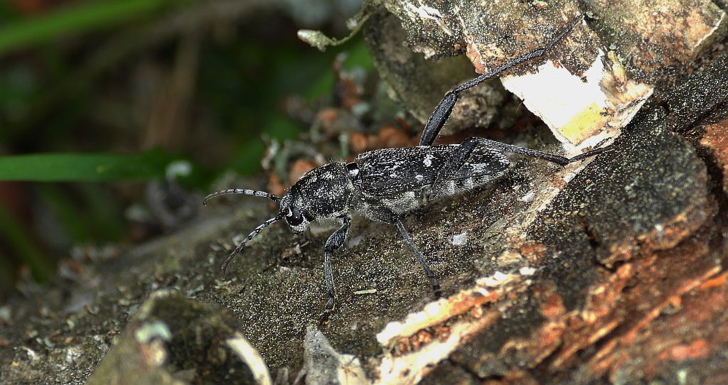 Drzeworadek topolowy (Xylotrechus rusticus)