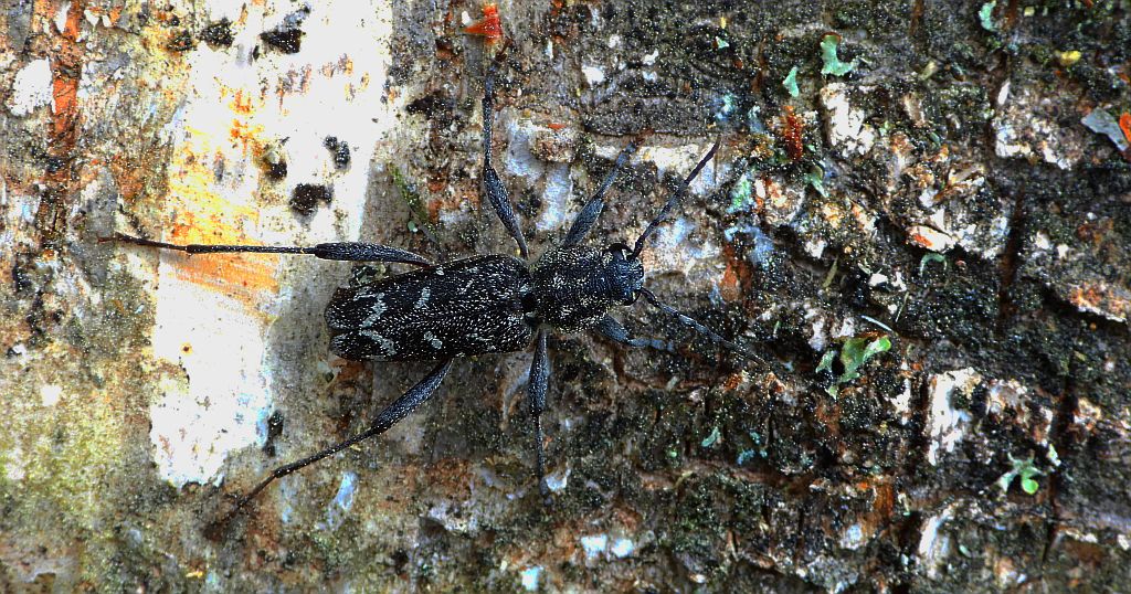 Drzeworadek topolowy (Xylotrechus rusticus)