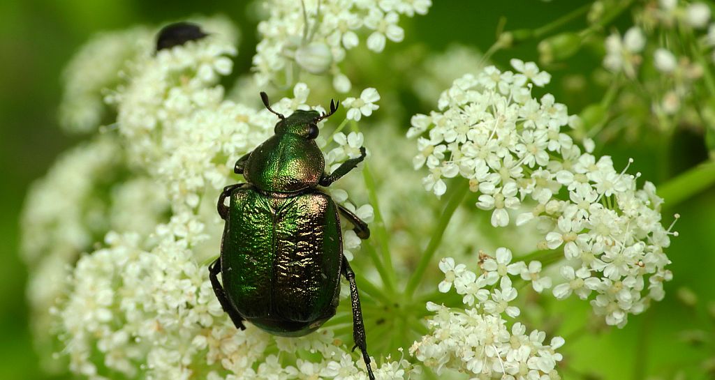 Zacnik zdobny (Gnorimus nobilis)