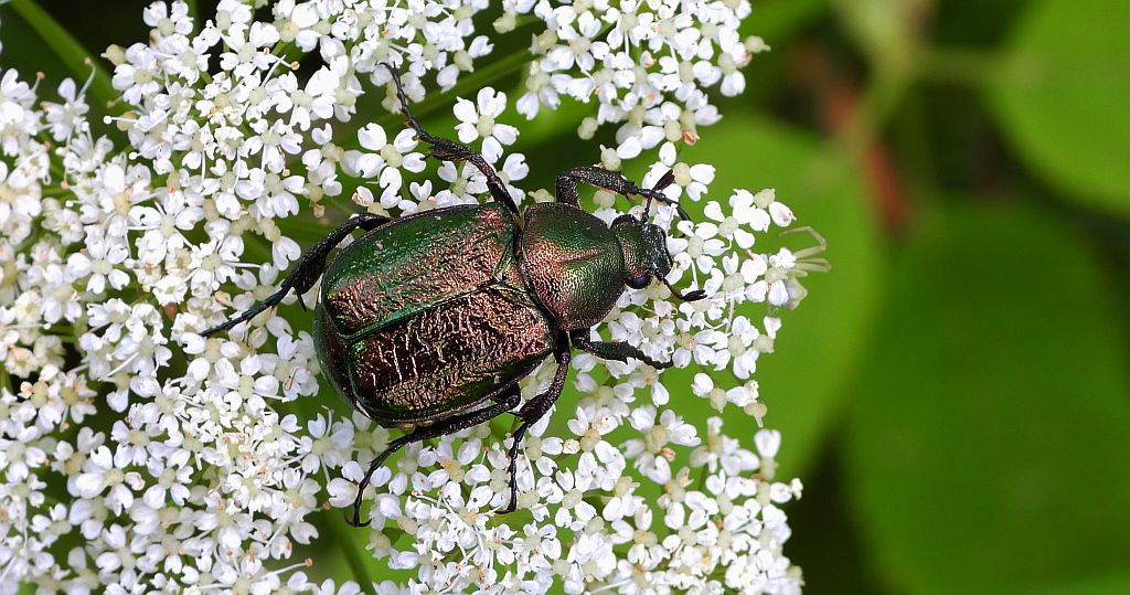 Zacnik zdobny (Gnorimus nobilis)
