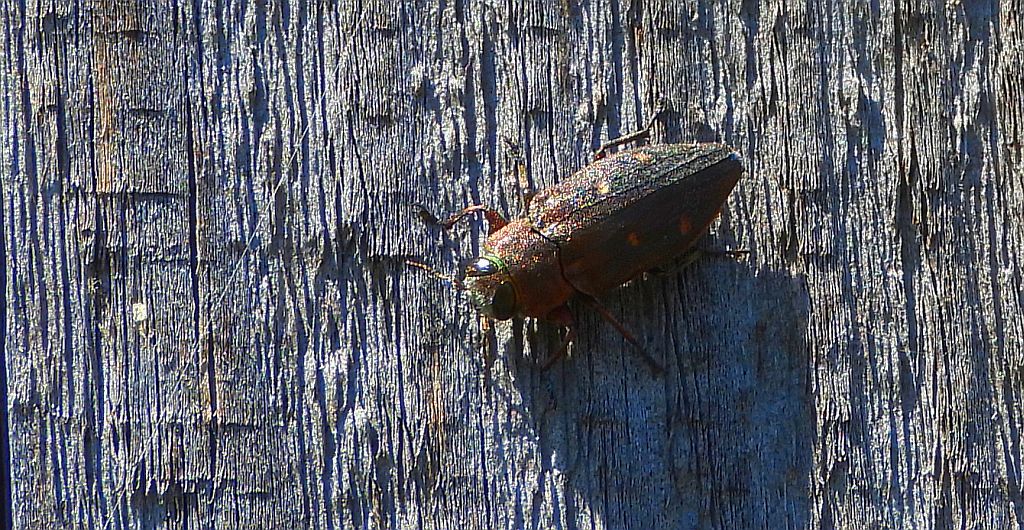 Zrąbień dębowiec (Chrysobothris affinis)