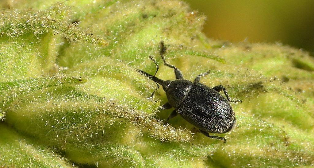 Ryjkowiec - Rhinusa asellus