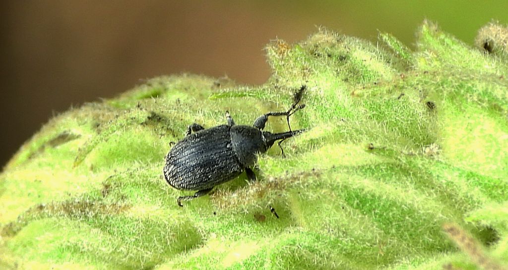 Ryjkowiec - Rhinusa asellus