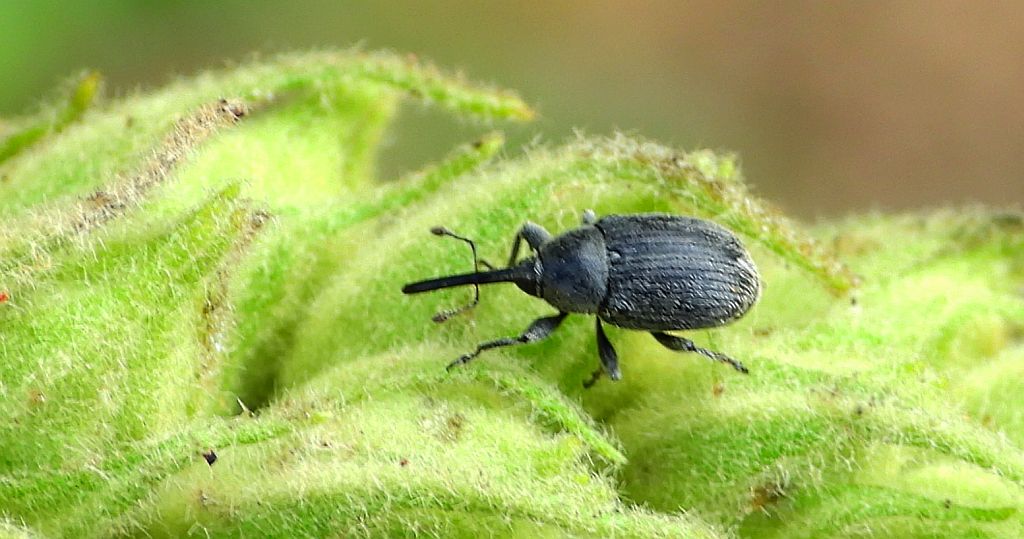 Ryjkowiec - Rhinusa asellus