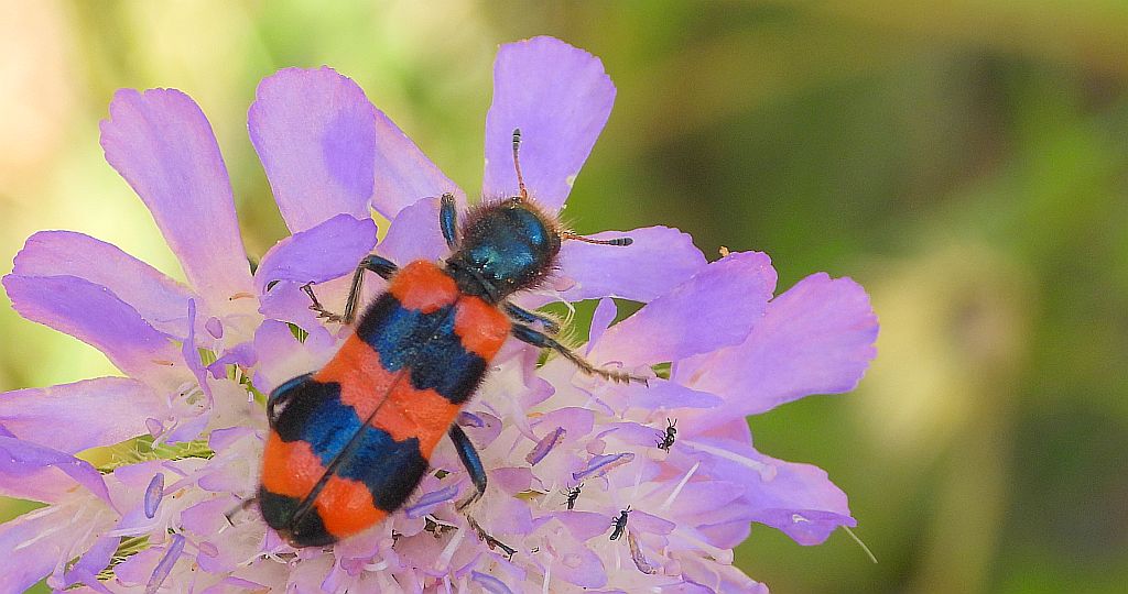 Barciel pszczołowiec (Trichodes apiarius)