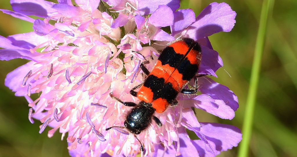 Barciel pszczołowiec (Trichodes apiarius)