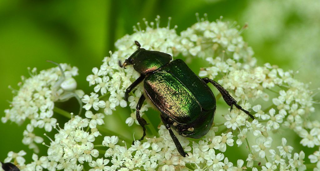Zacnik zdobny (Gnorimus nobilis)