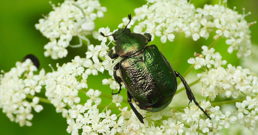 Zacnik zdobny (Gnorimus nobilis)