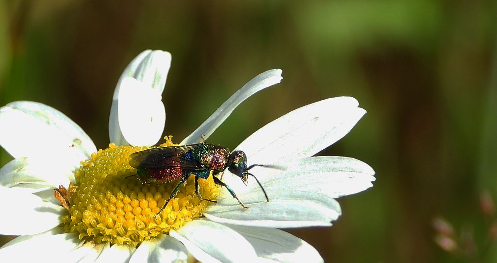 Powabnica blondynka (Hedychrum rutilans)