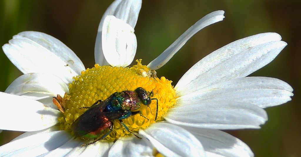 Powabnica blondynka (Hedychrum rutilans)