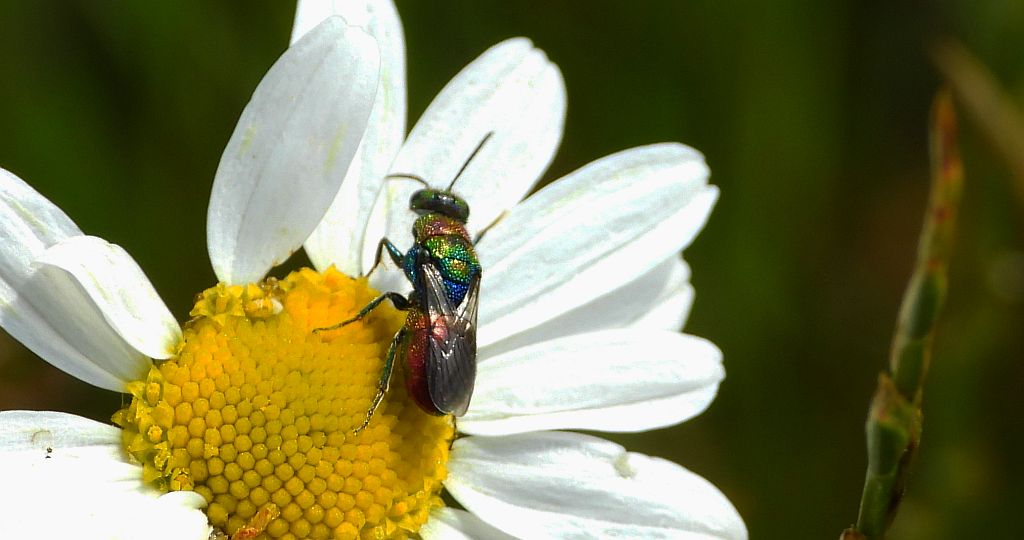 Powabnica blondynka (Hedychrum rutilans)