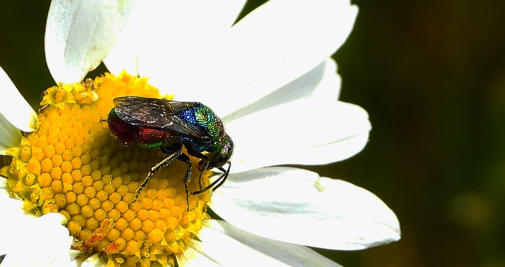 Powabnica blondynka (Hedychrum rutilans)