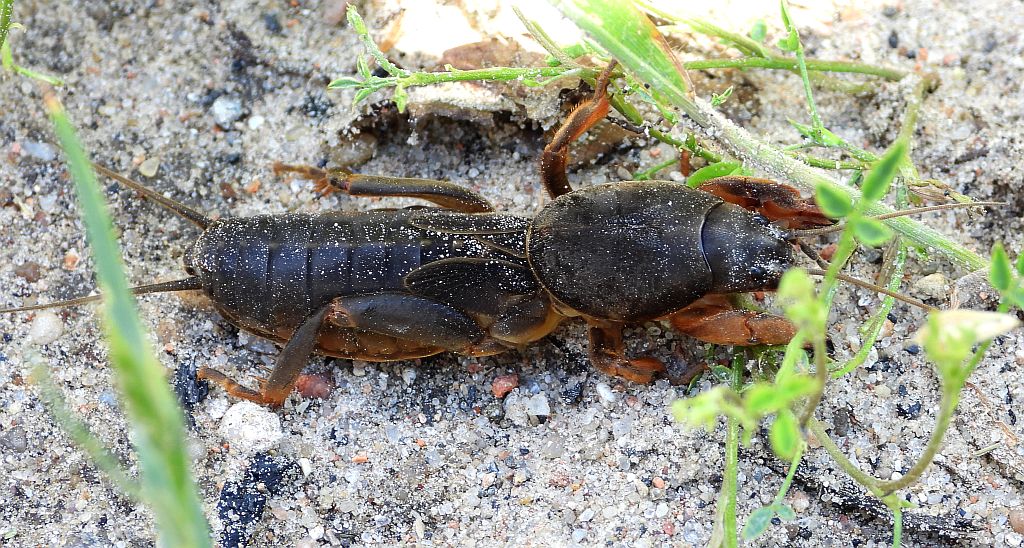 Turkuć podjadek, turkuć pospolity (Gryllotalpa gryllotalpa)