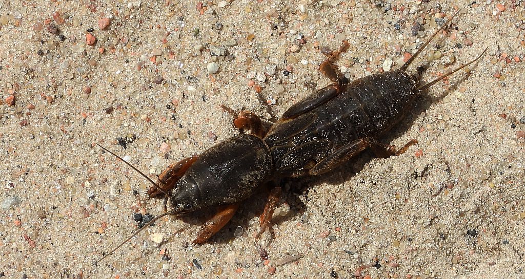 Turkuć podjadek, turkuć pospolity (Gryllotalpa gryllotalpa)