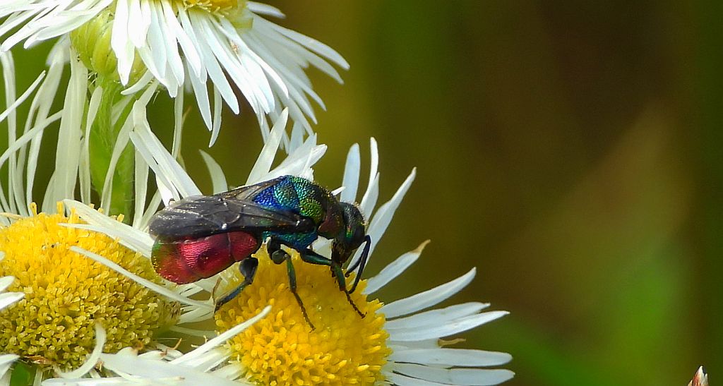 Powabnica blondynka (Hedychrum rutilans)