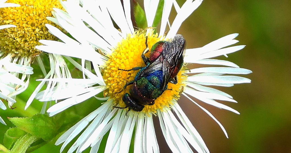 Powabnica blondynka (Hedychrum rutilans)