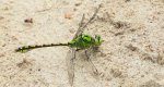 Trzepla zielona (Ophiogomphus cecilia)