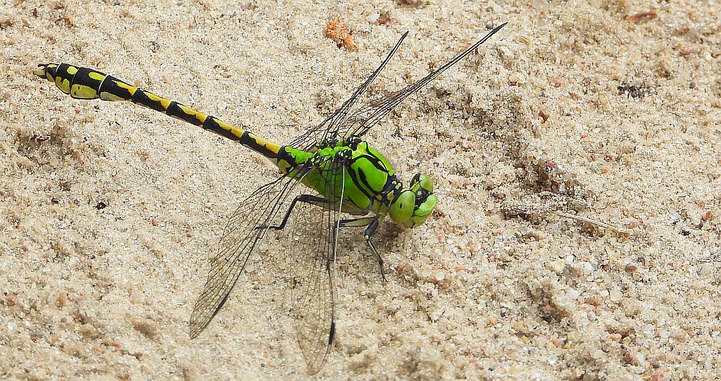 Trzepla zielona (Ophiogomphus cecilia)