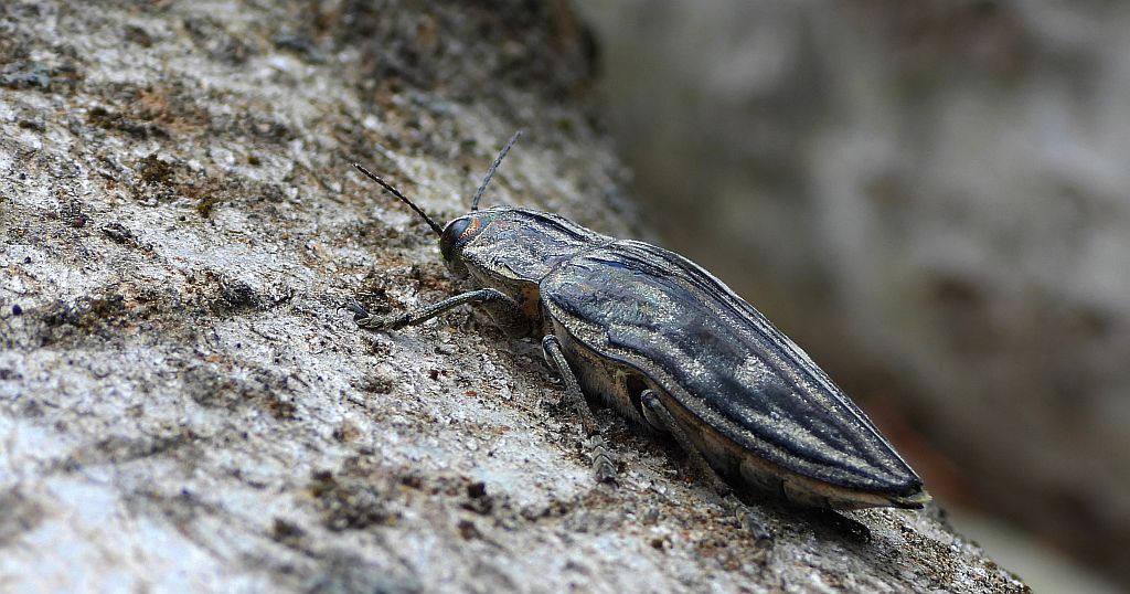 Miedziak sosnowiec (Chalcophora mariana)