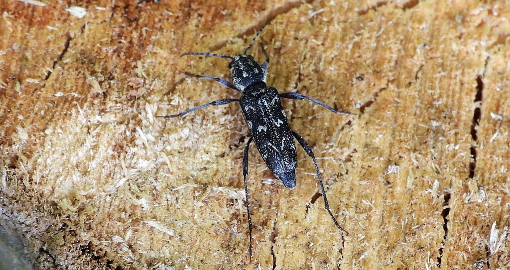 Drzeworadek topolowy (Xylotrechus rusticus)